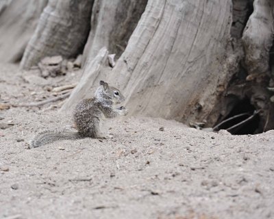 Squirrel, California  Ground-070814-Yosemite National Park-#0087.jpg