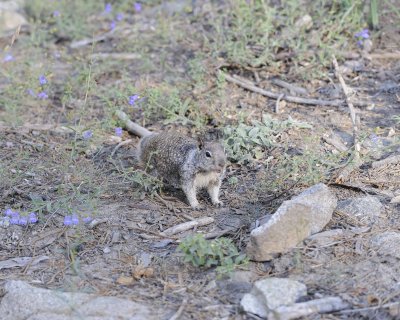 Squirrel, California Ground-070414-Mariposa Grove, Yosemite National Park-#0370.jpg