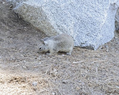 Squirrel, California Ground-070514-Glacier Point, Yosemite National Park-#0083.jpg