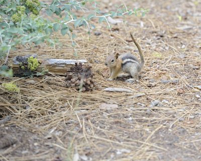 Squirrel, Golden-mantled Ground-071114-Lake Tahoe-#0091.jpg