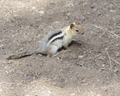 Squirrel, Golden-mantled Ground-071114-Lake Tahoe-#0105.jpg