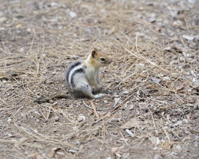 Squirrel, Golden-mantled Ground-071114-Lake Tahoe-#0235.jpg