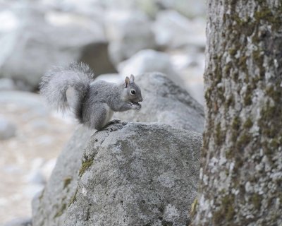 Squirrel, Gray-070914-Yosemite National Park-#0186-8X10.jpg