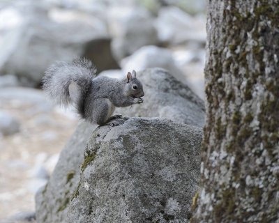 Squirrel, Gray-070914-Yosemite National Park-#0187-8X10.jpg