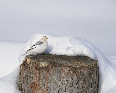Gallery of Snow Bunting