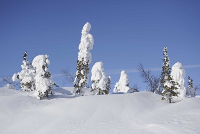 Trees, Snow Encrusted-031815-Dalton Highway, AK-#0009.jpg