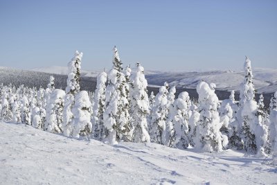 Trees, Snow Encrusted-031815-Dalton Highway, AK-#0018.jpg