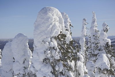 Trees, Snow Encrusted-031815-Dalton Highway, AK-#0020.jpg