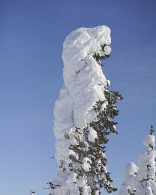 Trees, Snow Encrusted-031815-Dalton Highway, AK-#0028.jpg