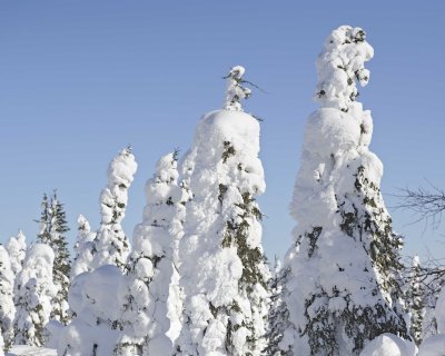 Trees, Snow Encrusted-031815-Dalton Highway, AK-#0034.jpg