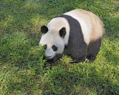 Panda, Giant-050615-Dujiangyan Panda Base, China-#0001.jpg