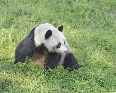 Panda, Giant-050615-Dujiangyan Panda Base, China-#0007.jpg