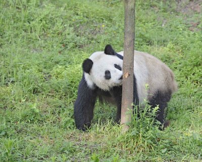 Panda, Giant-050615-Dujiangyan Panda Base, China-#0023.jpg