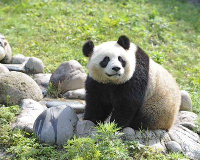 Panda, Giant-050615-Dujiangyan Panda Base, China-#0151.jpg