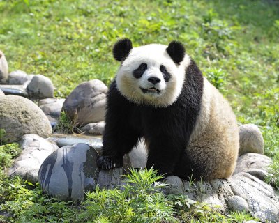 Panda, Giant-050615-Dujiangyan Panda Base, China-#0159.jpg