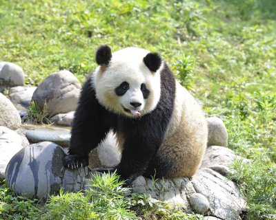 Panda, Giant-050615-Dujiangyan Panda Base, China-#0177.jpg