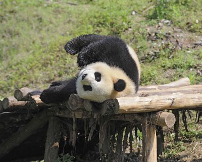 Panda, Giant-050615-Dujiangyan Panda Base, China-#0207.jpg