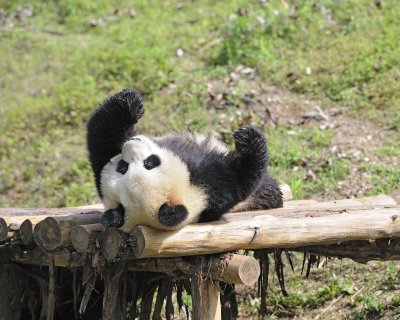 Panda, Giant-050615-Dujiangyan Panda Base, China-#0224.jpg