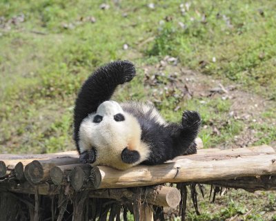Panda, Giant-050615-Dujiangyan Panda Base, China-#0227.jpg
