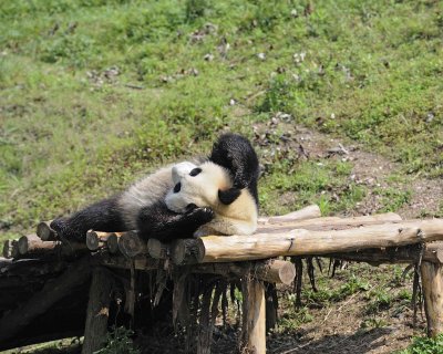 Panda, Giant-050615-Dujiangyan Panda Base, China-#0246.jpg