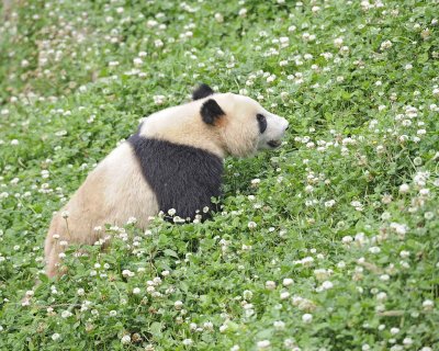 Panda, Giant-050615-Dujiangyan Panda Base, China-#0445.jpg