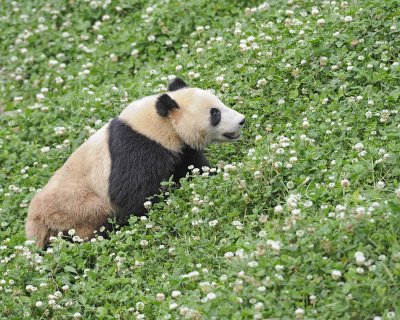 Panda, Giant-050615-Dujiangyan Panda Base, China-#0448.jpg