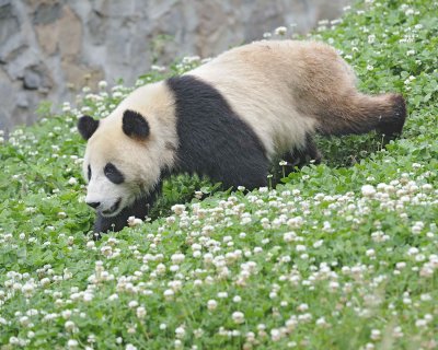 Panda, Giant-050615-Dujiangyan Panda Base, China-#0656.jpg
