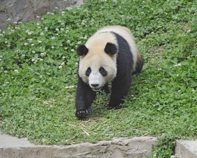 Panda, Giant-050615-Dujiangyan Panda Base, China-#0674.jpg