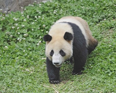 Panda, Giant-050615-Dujiangyan Panda Base, China-#0675.jpg
