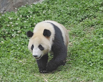 Panda, Giant-050615-Dujiangyan Panda Base, China-#0677.jpg