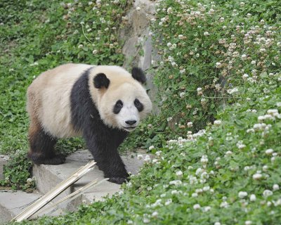 Panda, Giant-050615-Dujiangyan Panda Base, China-#0684.jpg