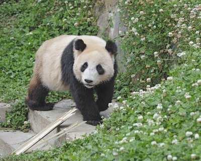 Panda, Giant-050615-Dujiangyan Panda Base, China-#0685.jpg