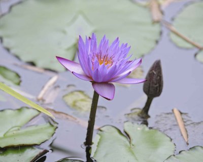 Flower, Lotus-050715-Wangjianglou Park, Chengdu, China-#1041.jpg