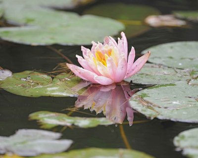 Flower, Lotus-050715-Wangjianglou Park, Chengdu, China-#1166.jpg