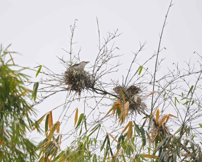 Heron, Black Crowned Night-050715-Wangjianglou Park, Chengdu, China-#0883.jpg