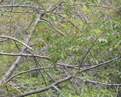 Heron, Straited, Juvenile-050715-Wangjianglou Park, Chengdu,China-#0822.jpg