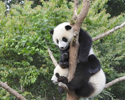 Panda Cub, 2 Giant-050715-Chengdu Research Base of Giant Panda Breeding, China-#0074.jpg