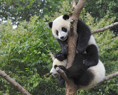 Panda Cub, 2 Giant-050715-Chengdu Research Base of Giant Panda Breeding, China-#0099.jpg