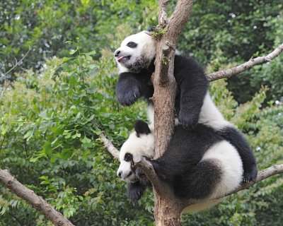 Panda Cub, 2 Giant-050715-Chengdu Research Base of Giant Panda Breeding, China-#0117.jpg