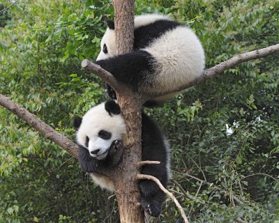 Panda Cub, 2 Giant-050715-Chengdu Research Base of Giant Panda Breeding, China-#0141.jpg