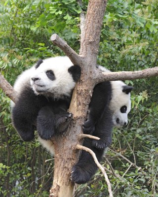 Panda Cub, 2 Giant-050715-Chengdu Research Base of Giant Panda Breeding, China-#0284.jpg