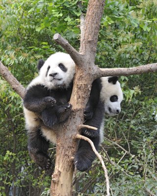 Panda Cub, 2 Giant-050715-Chengdu Research Base of Giant Panda Breeding, China-#0289.jpg