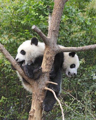 Panda Cub, 2 Giant-050715-Chengdu Research Base of Giant Panda Breeding, China-#0293.jpg