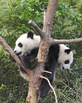 Panda Cub, 2 Giant-050715-Chengdu Research Base of Giant Panda Breeding, China-#0297.jpg