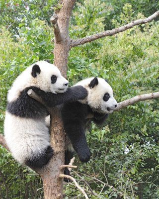 Panda Cub, 2 Giant-050715-Chengdu Research Base of Giant Panda Breeding, China-#0299.jpg