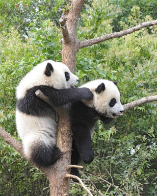 Panda Cub, 2 Giant-050715-Chengdu Research Base of Giant Panda Breeding, China-#0301.jpg