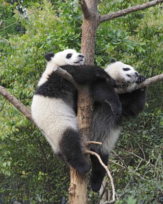 Panda Cub, 2 Giant-050715-Chengdu Research Base of Giant Panda Breeding, China-#0339.jpg