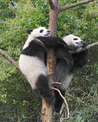 Panda Cub, 2 Giant-050715-Chengdu Research Base of Giant Panda Breeding, China-#0341.jpg