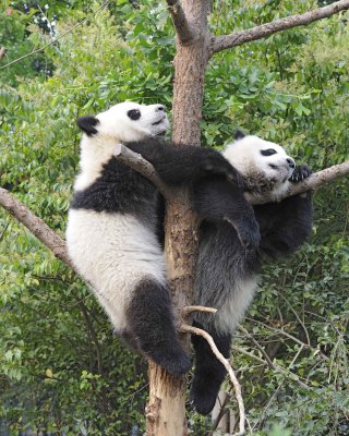 Panda Cub, 2 Giant-050715-Chengdu Research Base of Giant Panda Breeding, China-#0343.jpg