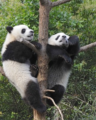 Panda Cub, 2 Giant-050715-Chengdu Research Base of Giant Panda Breeding, China-#0353.jpg